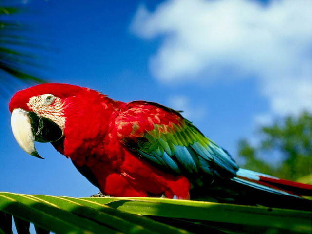 Parrot Birds 2