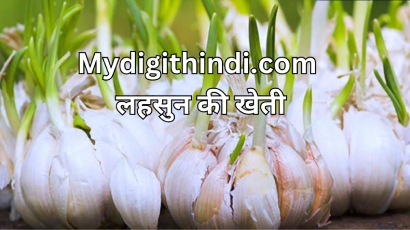 लहसुन की खेती | farming of garlic