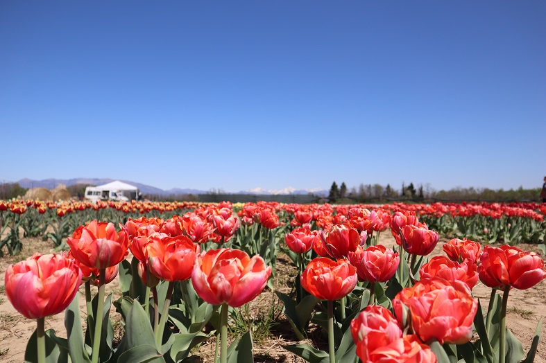 Campo di raccolta tulipani Fioriranno