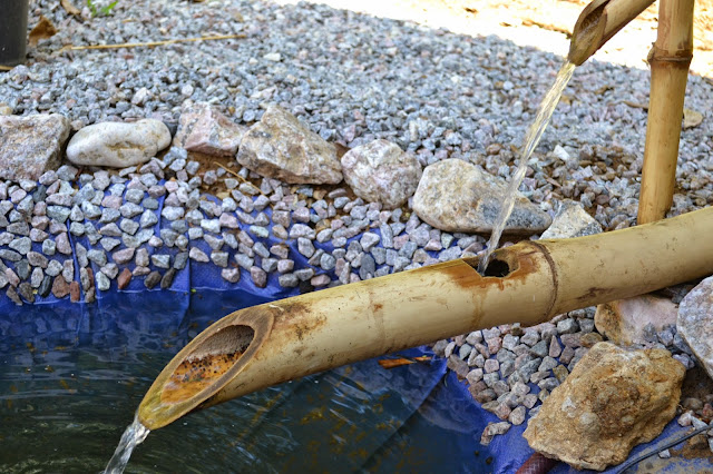 bassin, moustique, japonais