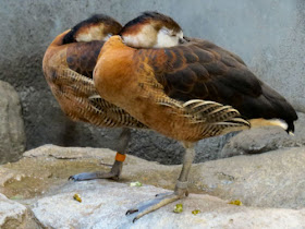 white faced whistling ducks