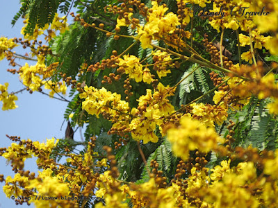 Yellow flametree - Peltophorum pterocarpum