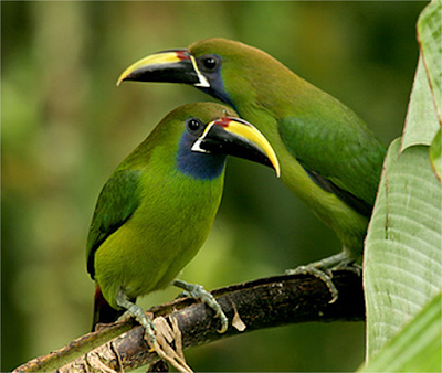 Aves de El Salvador