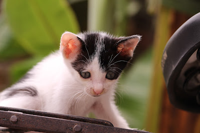 How to pet care at home | kitten care tips