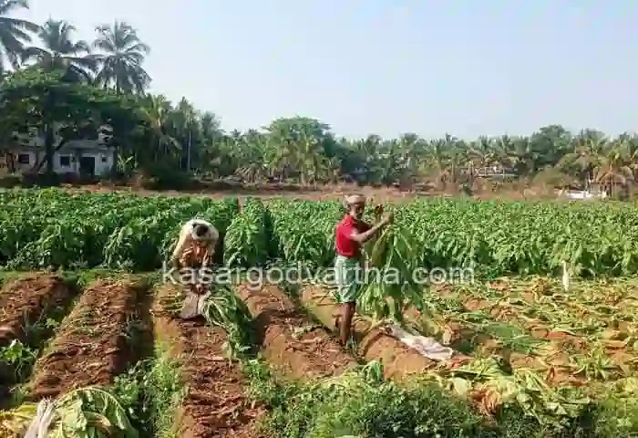 Latest-News, Kerala, Kasaragod, Top-Headlines, Farming, Video, Agriculture, Tobacco, Tobacco Farming, Kasaragod: Will tobacco farming return?.