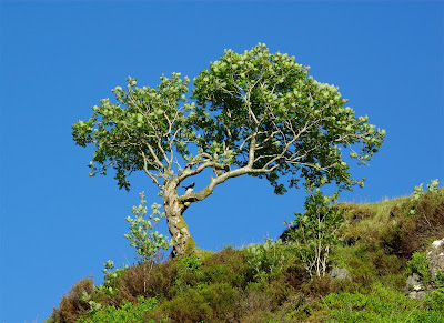 Rowan (Sorbus aucuparia)