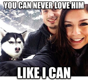 30 Funny animal captions - part 21 (30 pics), captioned animal pictures, husky