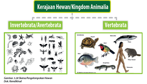 Perbedaan Antara Hewan  Vertebrata  Dan  Avertebrata Wongbejo