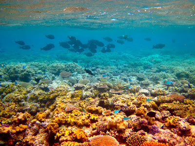 Gran Barrera de Coral Australia