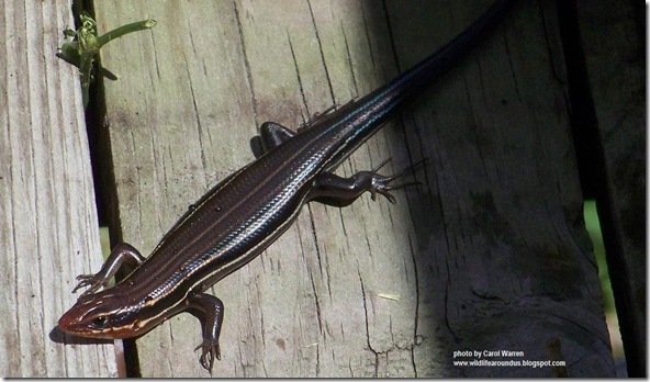 skink2 001cs