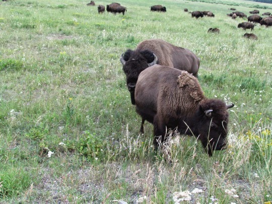 BisonSightings%252526BisonJams-5-2014-07-31-19-51.jpg