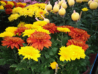 LI NA HERBS CHRYSANTHEMUM BUNGA KEKWA  