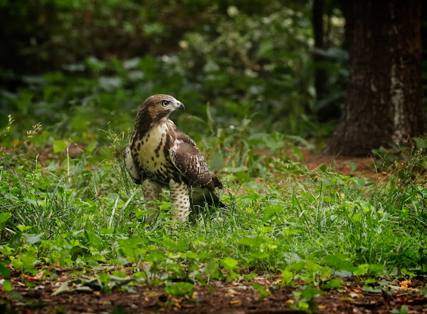 Tompkins Square red-tailed hawk fledgling in the grass