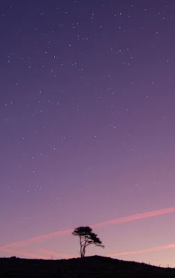 Starry Night Lonely Tree Video Wallpaper For Phone