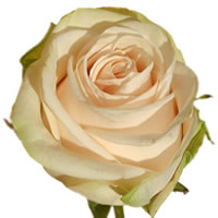 Wedding Spirit - Cream Roses