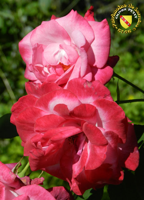 VILLERS-LES-NANCY (54) - La roseraie du Jardin botanique du Montet - Rose Albert Poyet