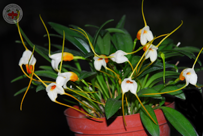 Masdevallia chuspipatae care and culture