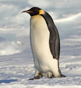 It is a Flying Penguin after all !! Let us start with, the early start (emperor penguin manchot empereur)