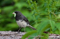 Dark-eyed Junco male feeding on caterpillars – Souris area, PEI – © Kathy McCormack