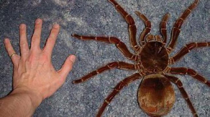 Shocking Pictures Of The Goliath Birdeater, The World’s Largest Tarantula