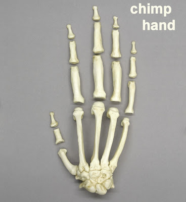 bones of chimp hand