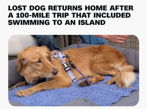 lost dog
