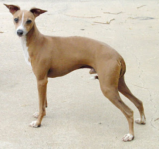 Anjing Italian Greyhound