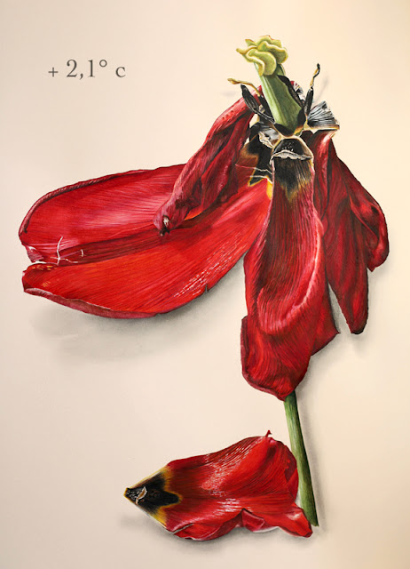 Tulipe rouge fanée