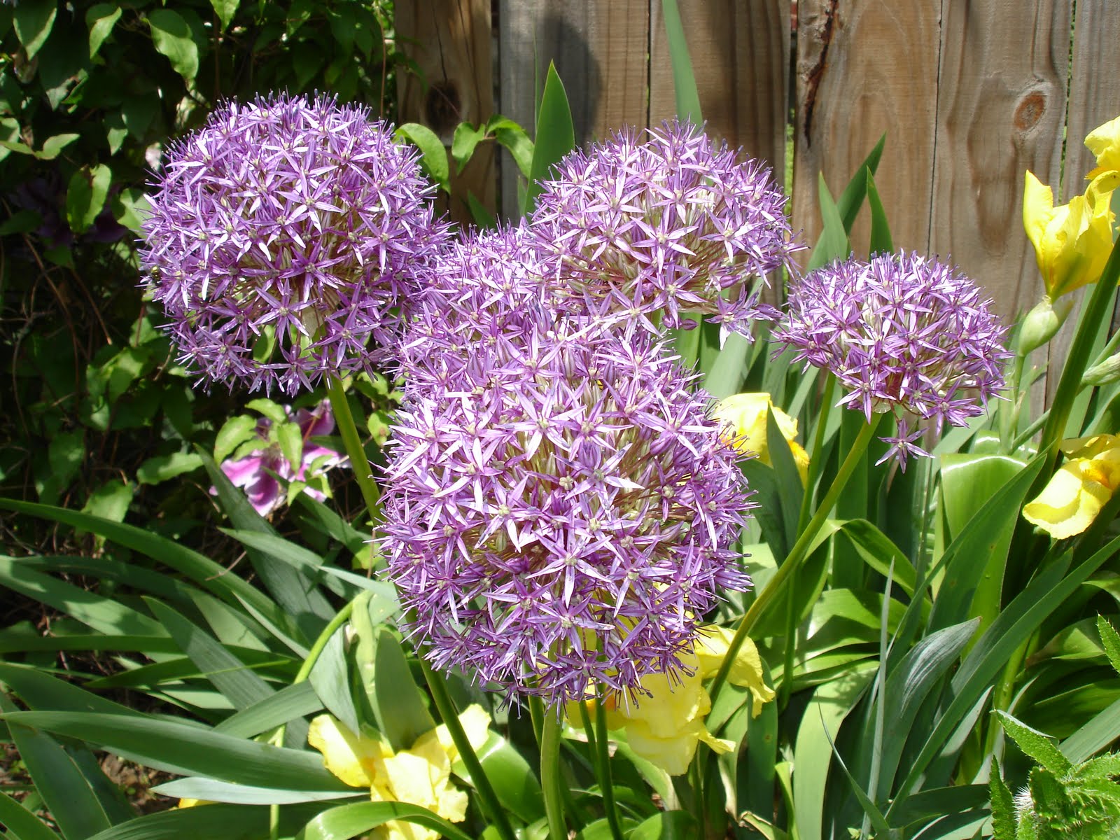 purple flower pictures