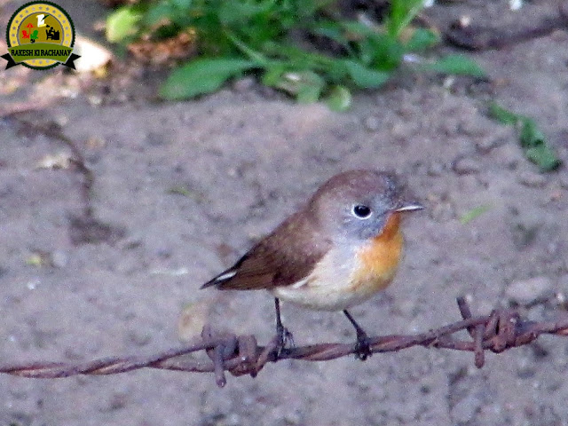 Red-breasted flycatcher