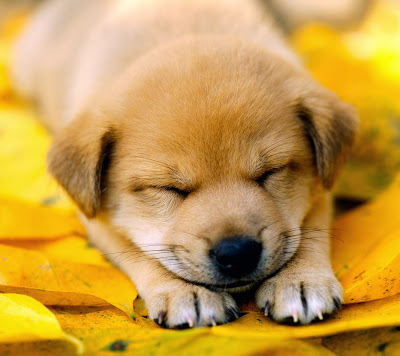 Sleeping dog wallpaper