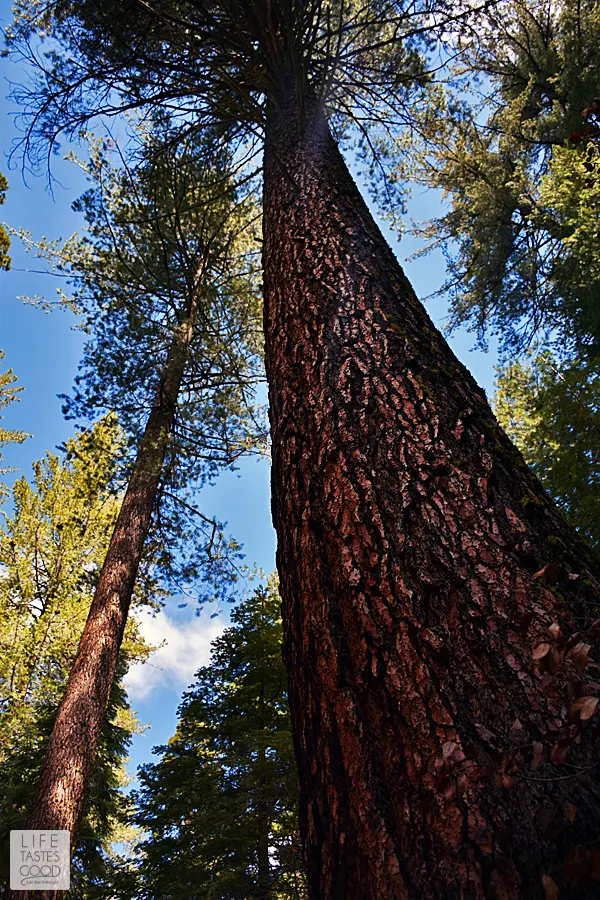 I'm sharing my secret to seeing Yosemite in a day! I'll fill you in on how we saw many of the favorite attractions in Yosemite National Park all in just one day! Add this to your bucket list! #LTGtravels