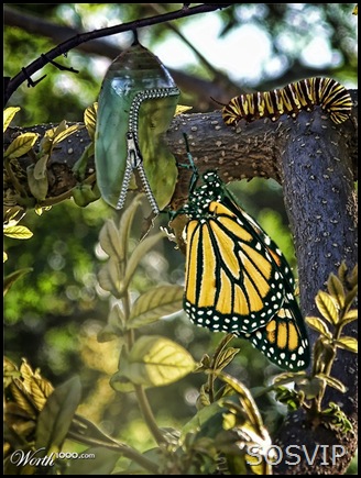 photoshop imagens incríveis (22)