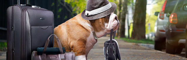 pet-transport
