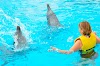 A cunning Dolphin in Institute for Marine Mammal Studies