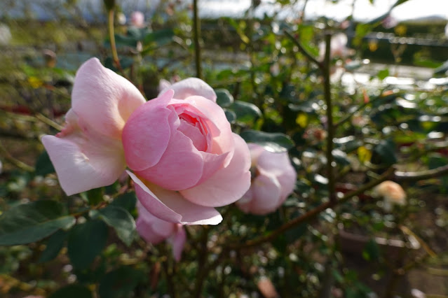 鳥取県米子市別所 こばやしバラ園 バラ（薔薇）