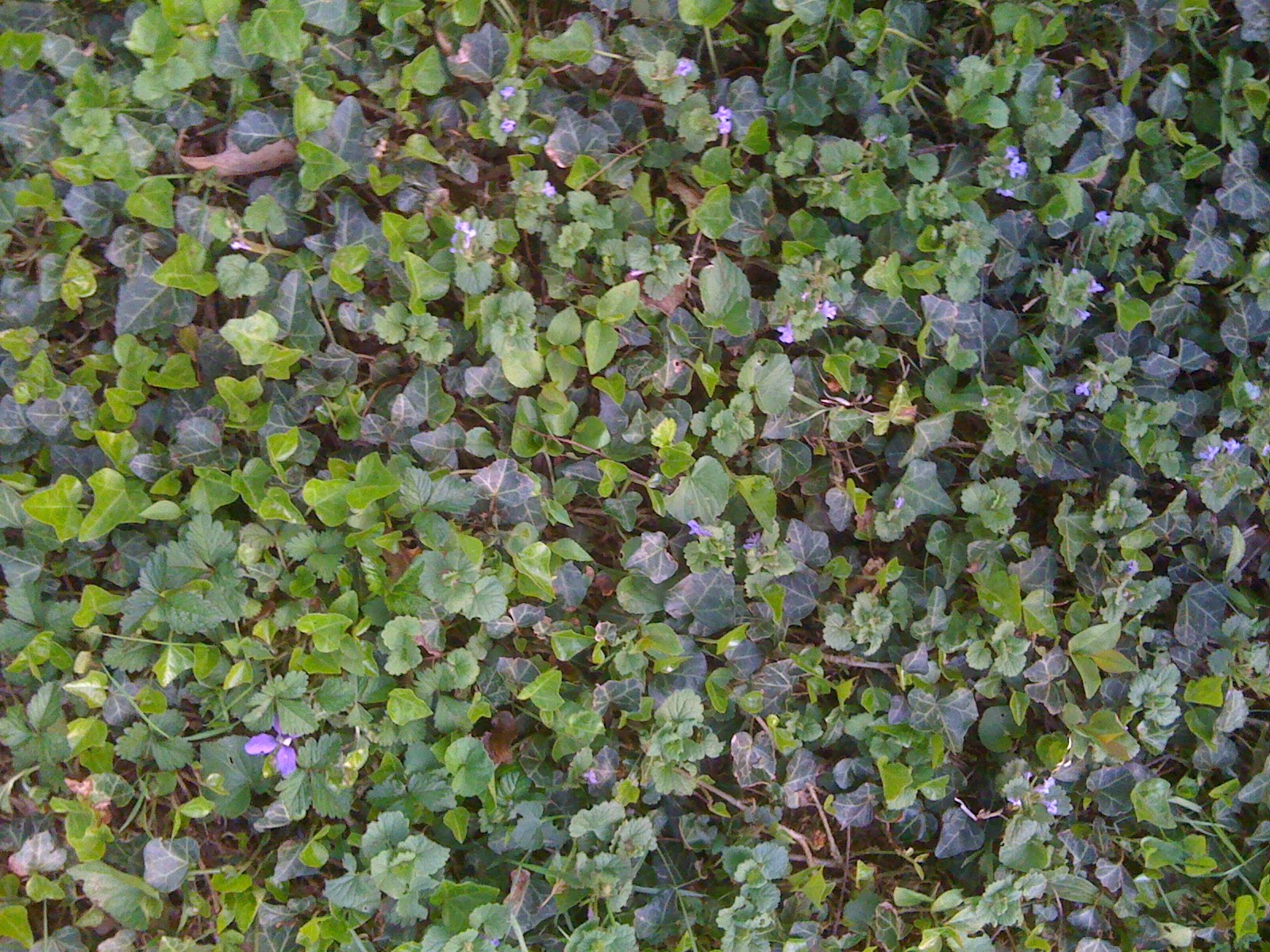 flowering ground vines cover for sort vine Perhaps #1 and purple flowering some of clover, the or #3,