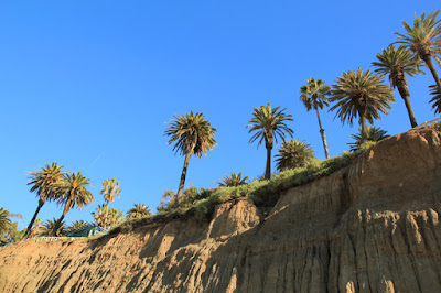 California Incline Palm Trees in Santa Monica, CA - Photo by Mademoiselle Mermaid