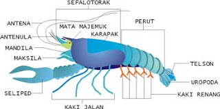 av onthewinner Sistem sirkulasi pada  hewan 