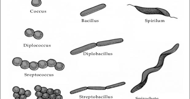  Bentuk  Bentuk  Bakteri  Gambar  dan Contoh contohnya