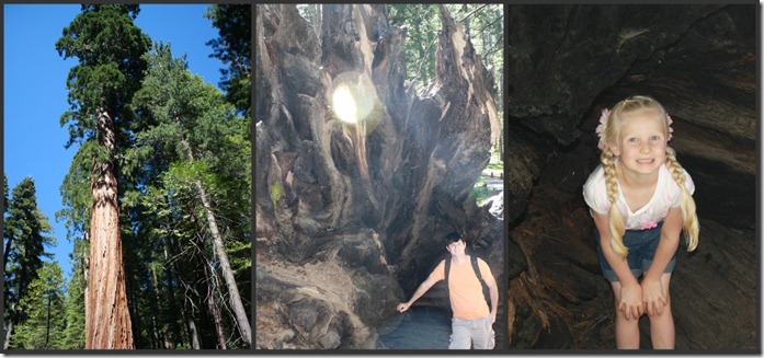 redwoods1