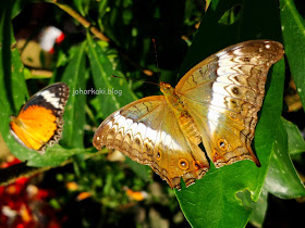 Entopia-Penang-Butterfly-Farm-Teluk-Bahang-Penang 