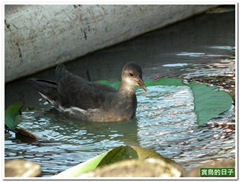 20100903_165852_012_BotanicalGarden