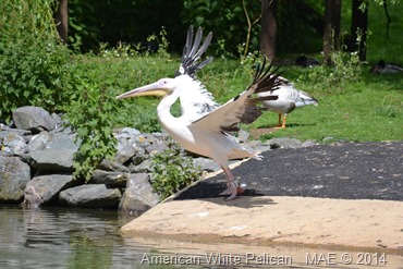 2014-05-25 Whipsnade 028