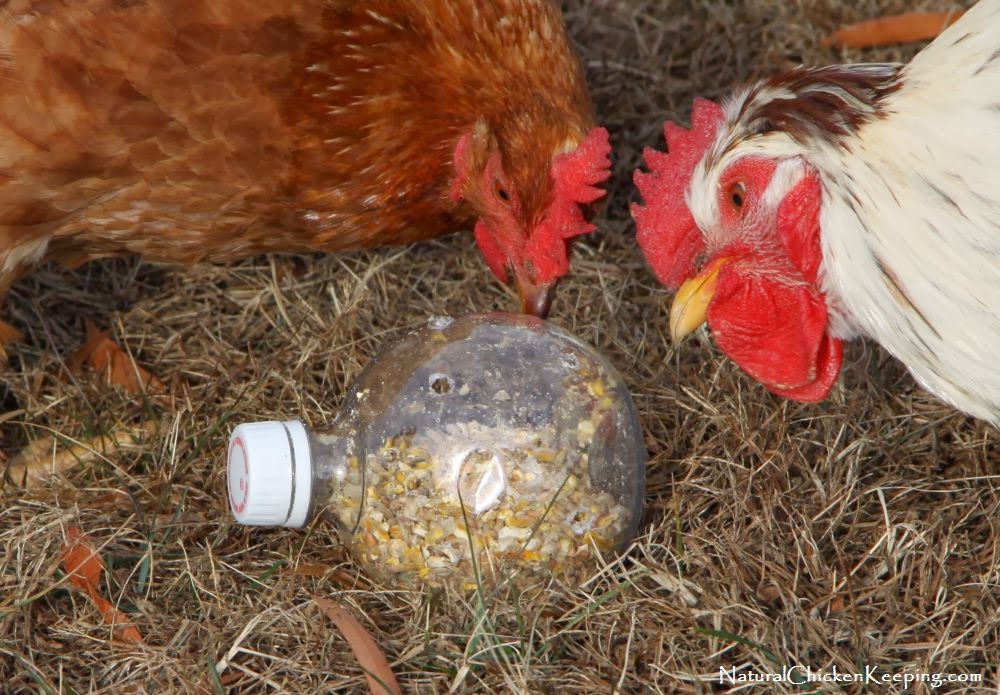 ... Chicken Keeping: Cheep -n- Easy DIY Chicken Boredom Buster Toy