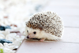 Top 08 Fun Facts About The Hedgehog Animal