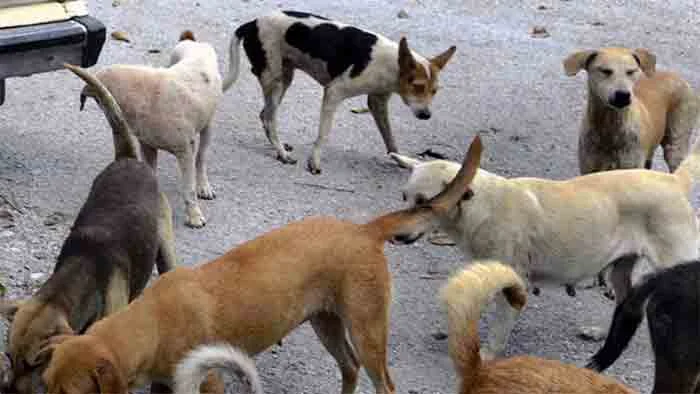 Latest-News, Kerala, Top-Headlines, Ernakulam, Complaint, Dog, Animals, Missing, Police, Investigates, 20 stray dogs missing Pattimattath, About 20 stray dogs are reported missing in Pattimattath.
