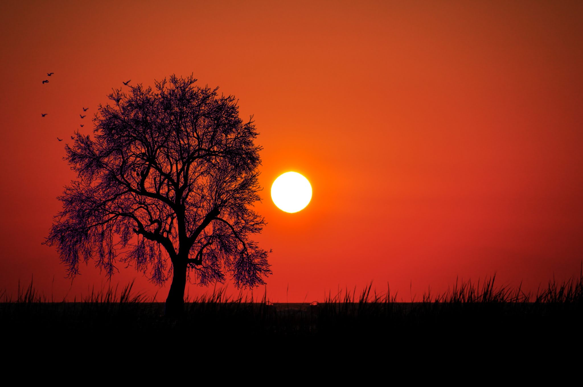 Africa sunset free image