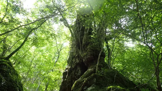 四ツ小屋谷のカツラの大木 | Trekking from Kochi