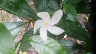 Small Crepe jasmine flower pictures